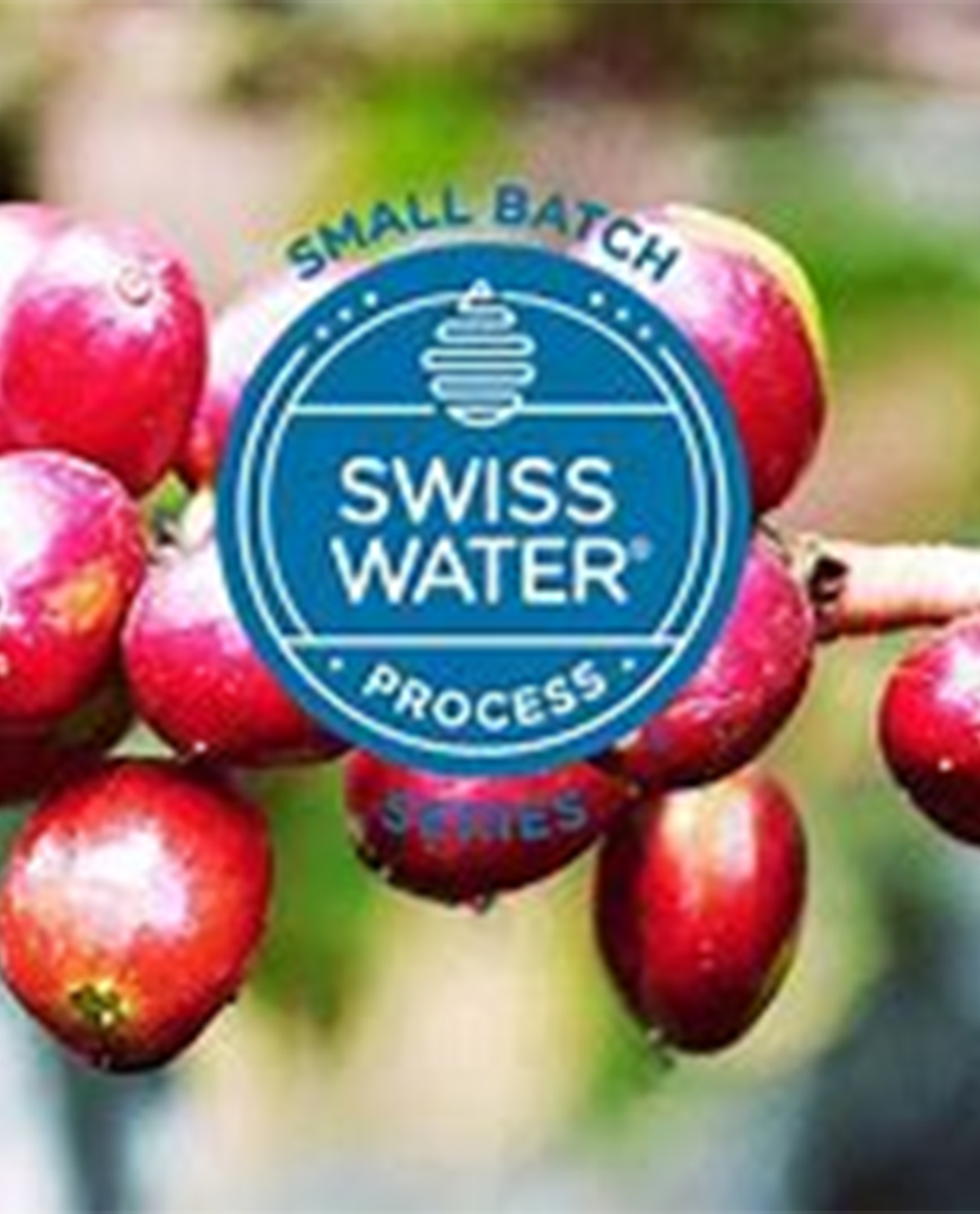 Fresh Roasted Decaf Colombia Select Swiss H2O Process by Profile edit12